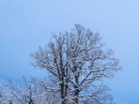 Verschneite Eichen auf der Moorbadwiese bei Aschau